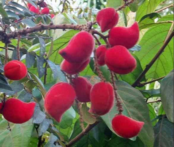 Omu Aja: Yoruba Herbal Remedy for Fertility,...