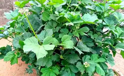 efo iyana ipaja