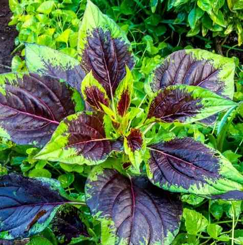 Efo Shoko: Yoruba Leafy Vegetable for Blood Cleansing and...