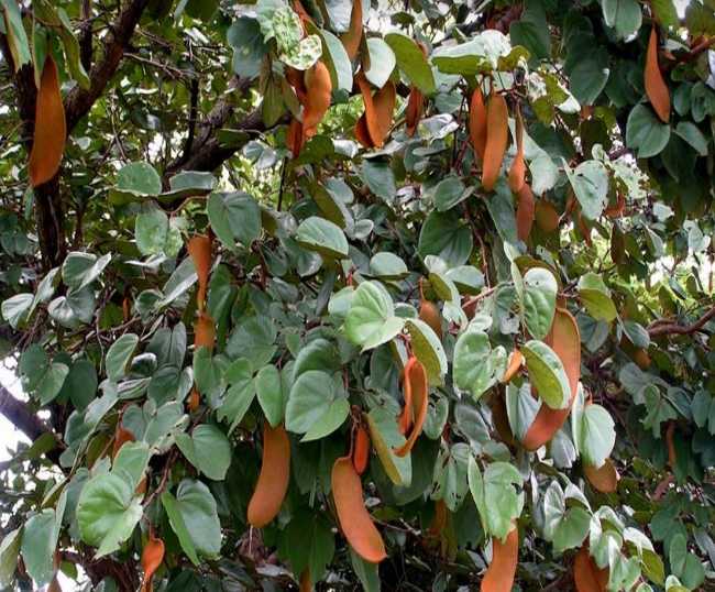 abafe seed