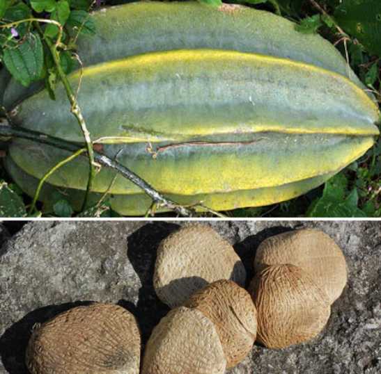 eso apiroko