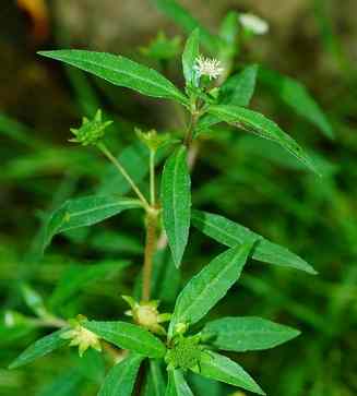 Ewe Abirikolo – Yoruba Herbal Leaf for Blood Cleansing,...
