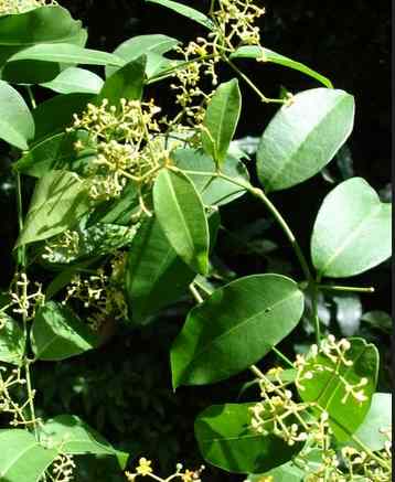 Ewe Ailu – Yoruba Herbal Medicine for treating Stomach...