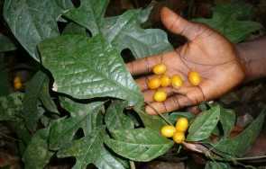 akerejupon