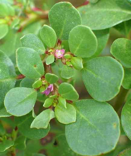 Ewe Akinsan – Yoruba Leaf for Cleansing, Fever, and...
