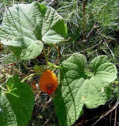 Ewe Ako Ejinrin: Yoruba Herbal Leaf for Fever, Infection,...
