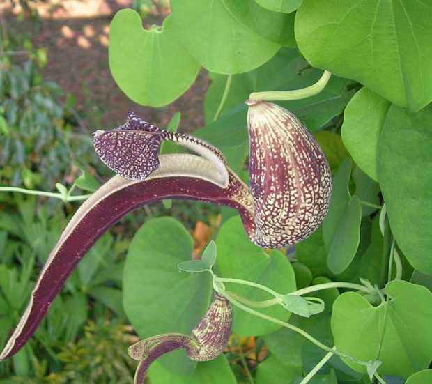 akogun seed