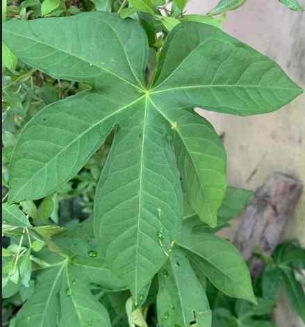 Ewe Atewogba – Yoruba Healing Leaf for Fertility, Energy,...