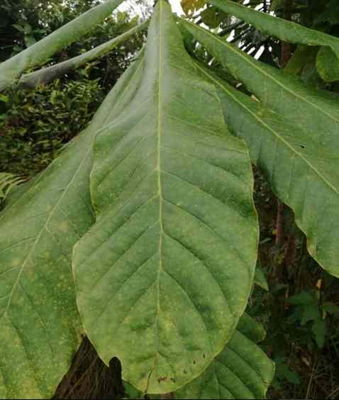 Ewe Awogba Arun: Yoruba Herbal Medicine for Malaria,...