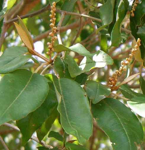 Ewe Aworoso – Yoruba Traditional Leaf for Trado-Healing,...