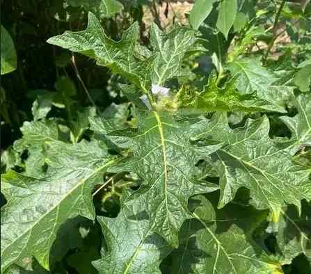 Ewe Bobo Awodi – A Yoruba herbal leaf for treating of...