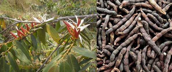 eeru - negro pepper