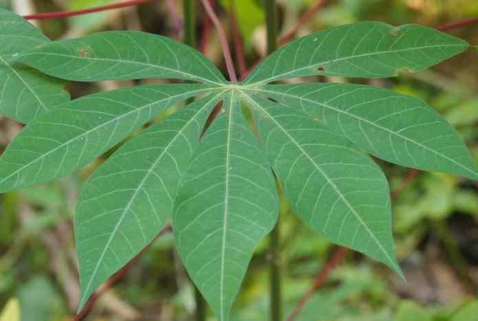 Ewe Ege (Ewe Paki/Ewe Gbaguda) — Healing power and uses...