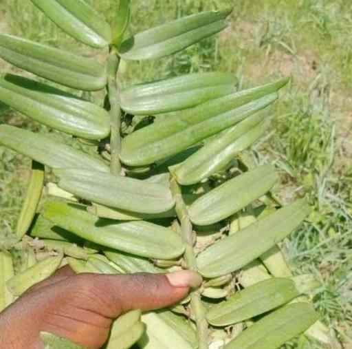 Ewe Ela – Yoruba Herbal Medicine for Fever, Headache, and...