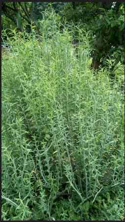 Ewe Enu Opiri (or Enu Opiye) – Yoruba Herbal Medicine for...