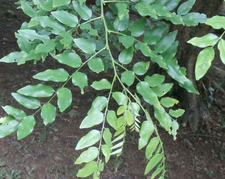 Ewe Erun Obo: Yoruba Traditional Leaf/Root for Blood...