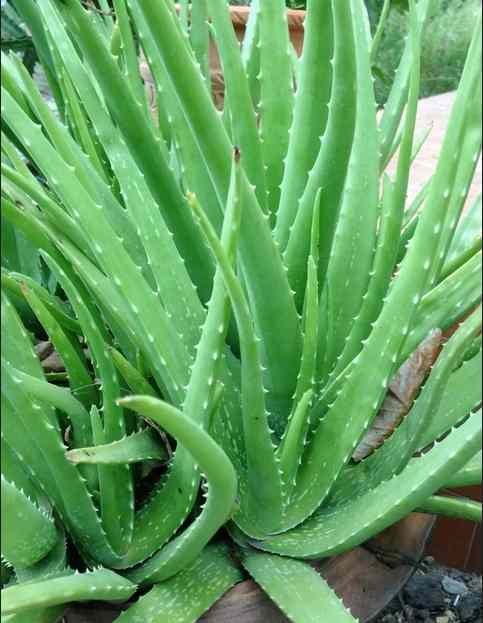 Ewe Eti Erin: Yoruba Healing Leaf for Skin Care, Wound...