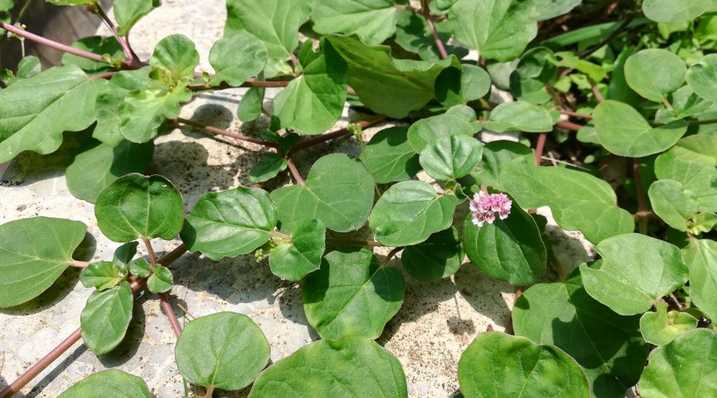 etipon ola vegetable