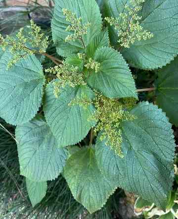 Ewe Fiafia – Yoruba Leaf for Pain Relief, Cleansing, and...
