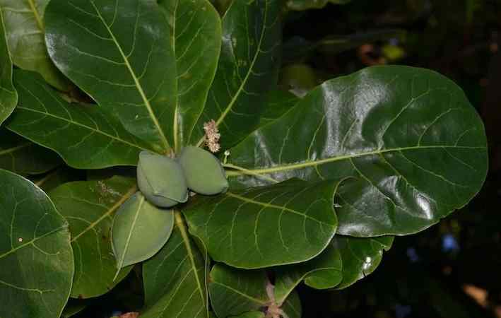 Ewe Furutu: Yoruba Herbal Leaf for Blood Cleansing, Fever...