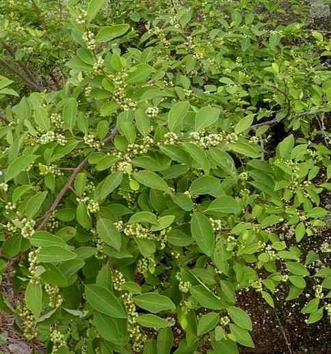 Ewe Iranje – Yoruba Traditional Medicine for Malaria,...