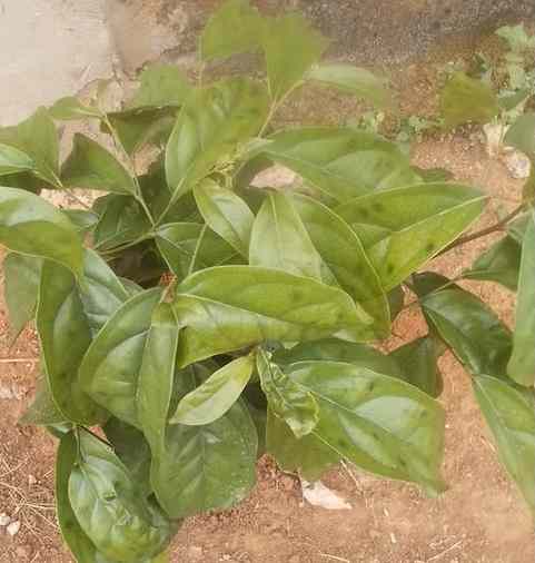 Ewe Irosun: Yoruba Herbal Medicine for Blood Purification,...