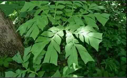 Ewe Ogirisako (Ewe Langbodo) – A potent herb for...