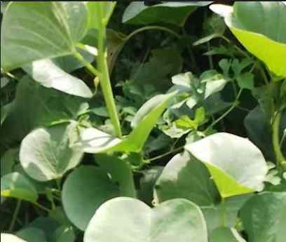 Ewe Oluganbe – Yoruba Traditional Herb for Cleansing,...