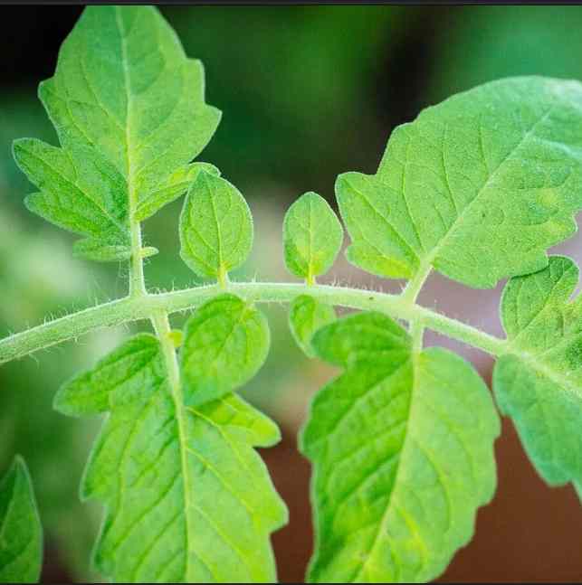 Ewe Onitikuti – Yoruba Herbal Uses and Healing Benefits