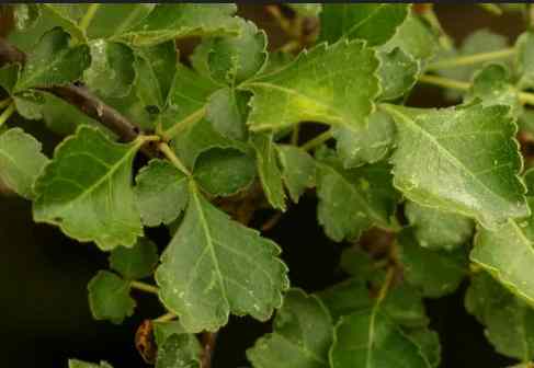 Ewe Oriji (or Ewe Orijin) – Yoruba Traditional Herb for...