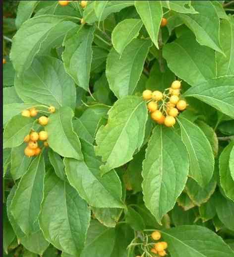 Eso Ponju Owiwi: Yoruba Herbal Leaf for Memory Balance,...