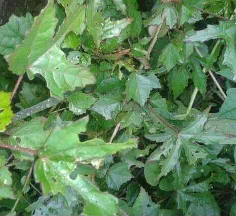 Ewe Sinkinmini: Yoruba Traditional Leaf for Fever, Blood...