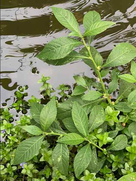 Ewuro-Odo: Yoruba Herbal Leaf for Detoxification, Fever...