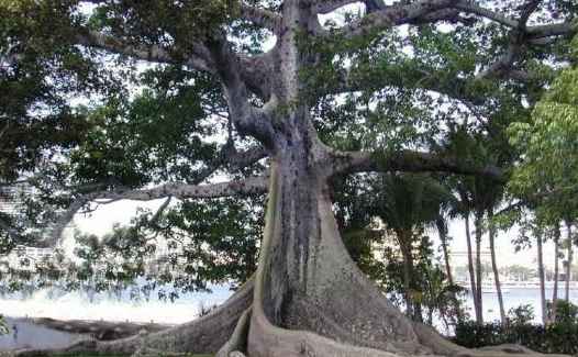 iroko oluwere tree in Yoruba land