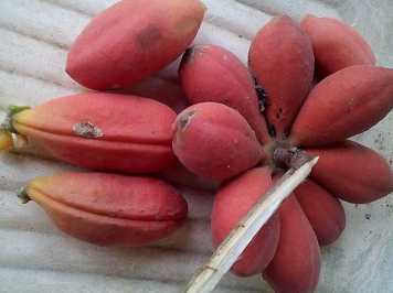 obi edun fruits
