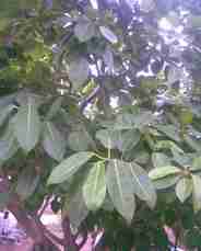 ewe odan
