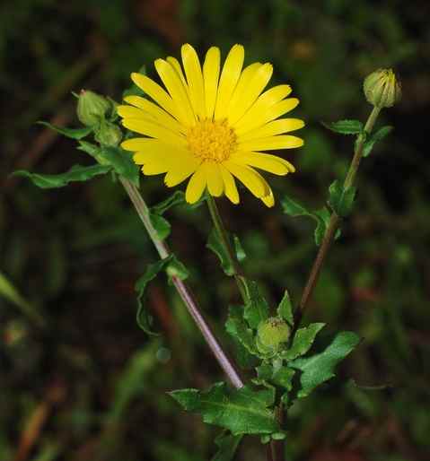 Ododo Maria: Yoruba Herbal Flower for Healing, Beauty, and...